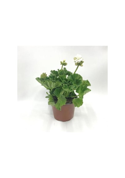Kutup Beyazı Sardunya Çiçeği Fidesi 10-20 Cm