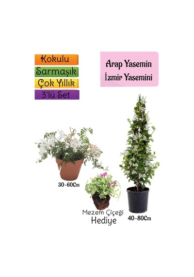 Kokulu Arap Yasemini+klasik İzmir Yasemin+mezem Çiçeği Hediyeli 3'lü Bahçe Seti