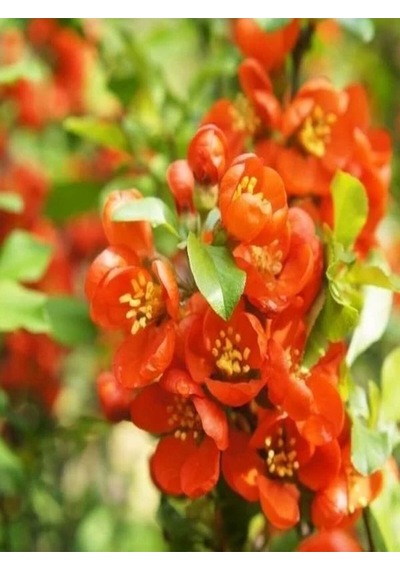 Videolu Canlı Kırmızı Renk 1 Adet Bahar Dalı Çiçeği Fidanı 40-60cm Saksılı Spring Branch Flower