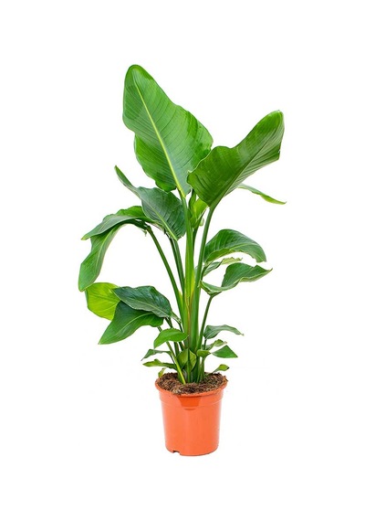 Starliçe Cennet Kuşu Çiçeği Strelitzia Nicolai - 60 Cm 2 Adet