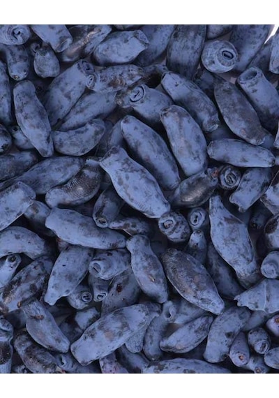 2 Yaş Bal Yemişi Fidanı Lonicera Caerulea Tatlı Ve Besleyici
