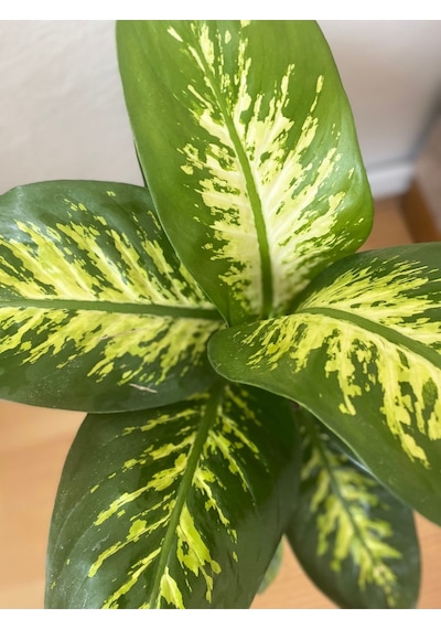Difenbahya Bitkisi Dieffenbachia Tropic Snow Ağlayan Çiçek 40-80cm, Çiçek Evreni, Salon Bitkisi
