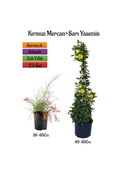 Kırmızı Renk Mercan Çiçeği Fidanı+sarı Yasemin Fidanı 2'li Bahçe Peyzaj Seti