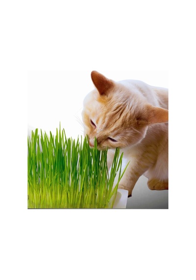 Agviv Kedi Çimi Yetiştirme Seti Doğal