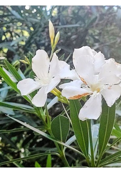 Videolu Beyaz Ve Pembe Renkli 3 Adet Uzun Boylu Zakkum Fidanı Tüplü 40-85cm Oleander Sapling