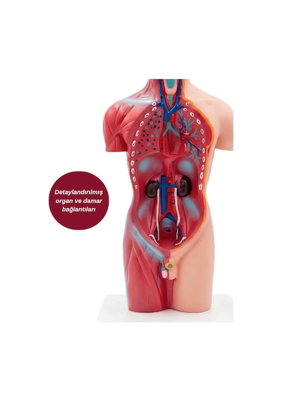 Temel Büyük İnsan Vücudu Modeli 45 Cm 69120567