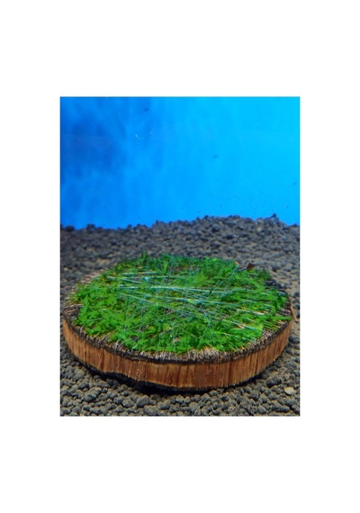 Ağaç Diliminde Kütüğe Yeni Sarım Java Moss Tasarımı Canlı Bitki