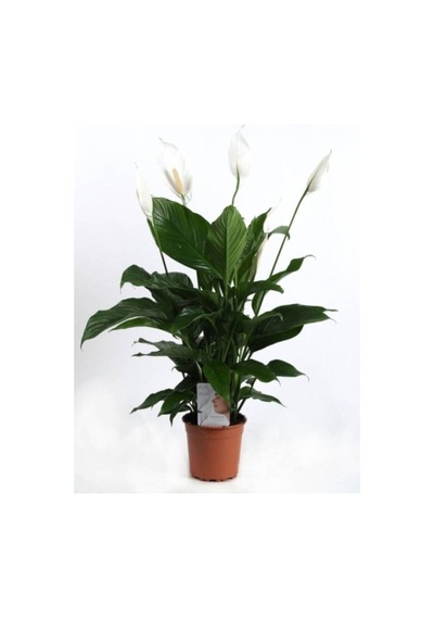 Barış Çiçeği Spathiphyllum Sokak Lambası Çiçeği Ev Bitkisi Ofis Bitkisi Salon Bitkisi