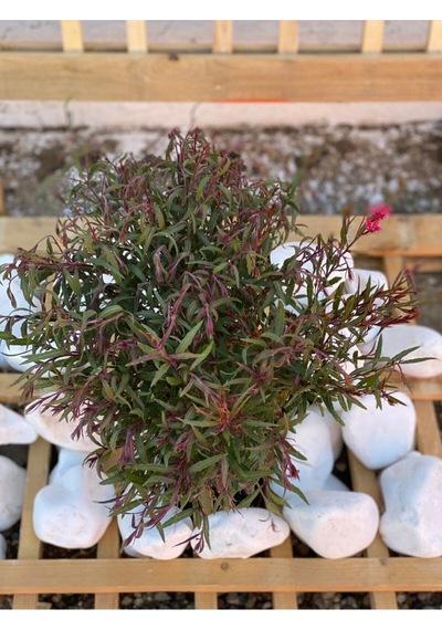 Gaura Çalısı Bitkisi 20-45 Cm Saksılı/tüplü Dış Mekan Sarmaşık Bitkileri