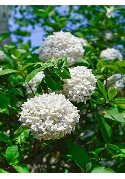 Videolu Çınar Kartopu Çiçeği Beyaz Renkli 40 60 Cm 1 Adet Dış Mekan Bitkisi Viburnum Opulus