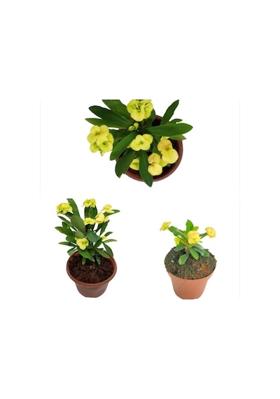 Sarı Dikenler Tacı Fidanı 10-20 Cm 1 Adet