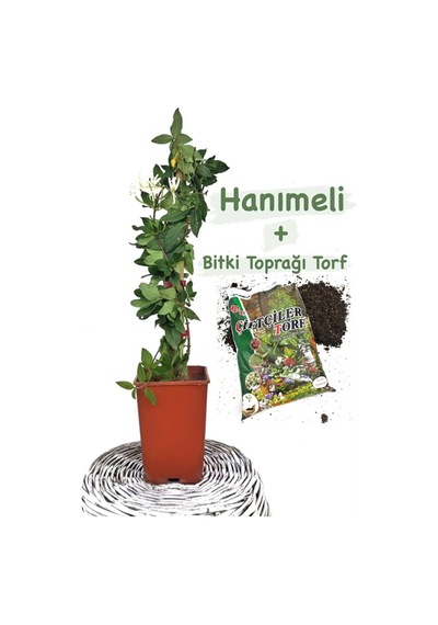 Serada Decor Plant Hanımeli Hanımeli
