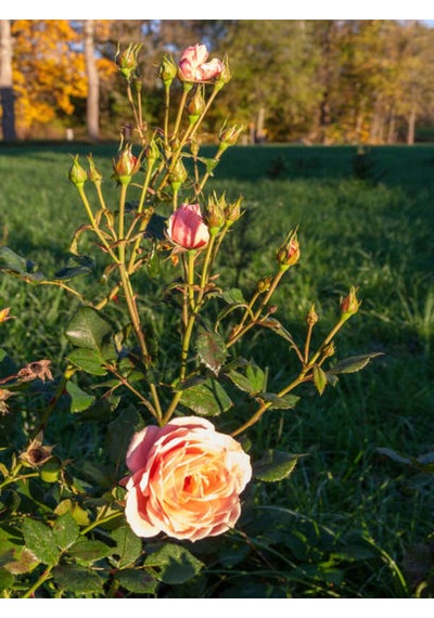 Videolu Gül Fidanı Somon Rengi 40 65 Cm 2 Adet Saksılı Aşılı Gül Salmon-colored Rose