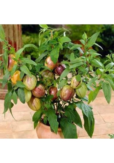 Pepino Fidanı, Torbada Dallı