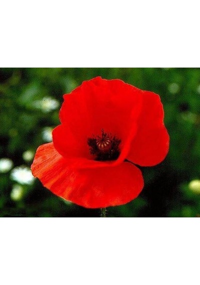 Kırmızı Gelincik Çiçeği Tohumu Çiçek Tohumu Yetiştirme Kiti