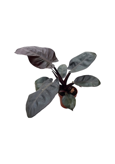 Philodendron 'black Cardinal'