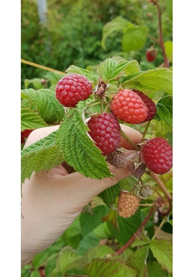 Bahçevilya 2 Adet Ahududu Fidanı Rubus İdaeus