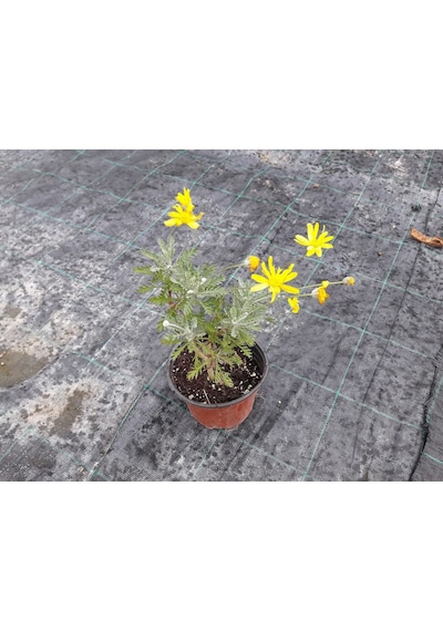 Sarı Papatya Euryops 10 Adet - Çok Yıllık Dış Mekan Çiçeği