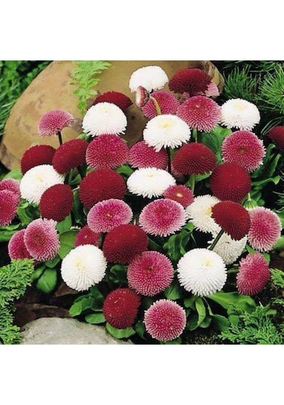 Karışık Katmerli Bellis Perennis Ponpon İngiliz Çayır Papatyası Ç