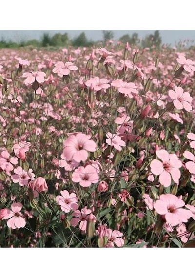 10 Adet Pembe Cosmos Çiçeği Tohumu