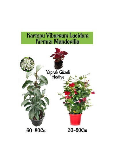 Favori Ürün Kartopu Viburnum 1 Adet+kırmızı Mandevilla 1 Adet+yaprak Güzeli Hediye Bahçe Bitkisi