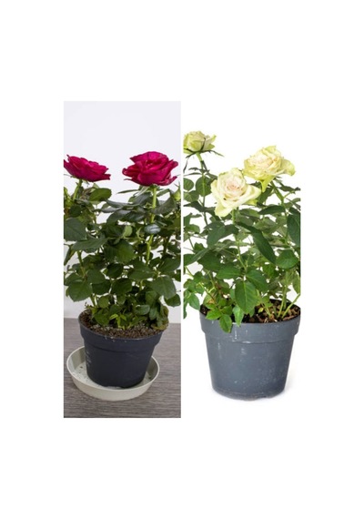 Videolu Samuray Yediveren Beyaz Kırmızı Renkli 30 50 Cm 2 Adet Saksılı Aşılı Gül White Red Rose
