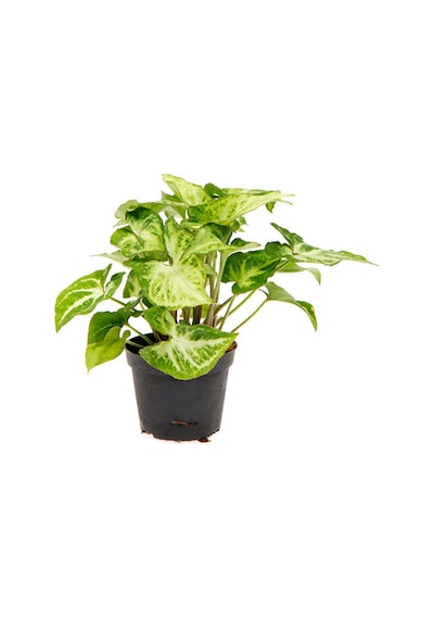 Melek Kanadı Çiçeği 1 Adet Saksılı Ok Başı Sarmaşığı Syngonium