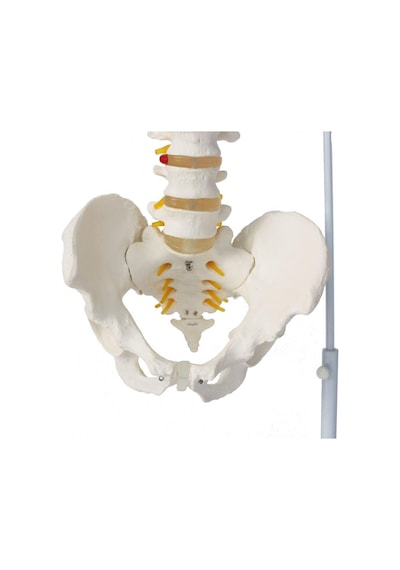 Omurga Maketi 85 CM Model 15