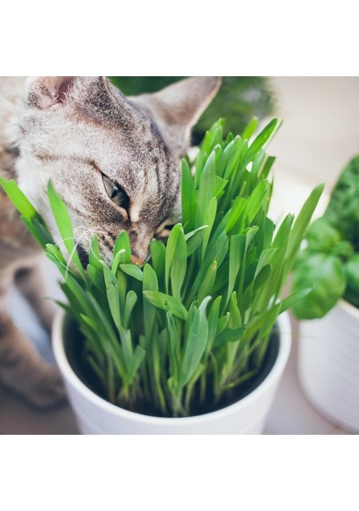 Kedi Çimi 12 cm'lik Saksıda