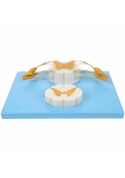 Omurilik 10x Büyütülmüş Ve Spinal Sinir 5x Büyütülmüş , 2 Parçalı - Omurga Maketi 01