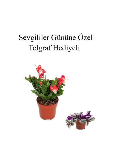 Sevgililer Gününe Özel Kırmızı Renk Yılbaşı Çiçeği Telgraf Hediyeli