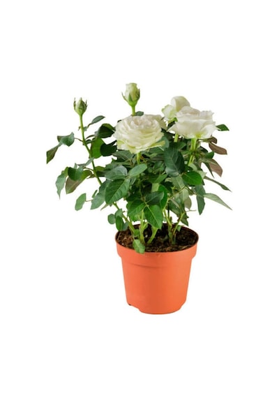 4'lü Bahçe Seti Kırmızı+ Beyaz+ Sarı+ Pembe Gül Fidanları 15-25 Cm Dış Mekan Bitkileri