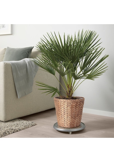 Rattan Saksı, Su Sümbülü, 24 Cm 3 Adet