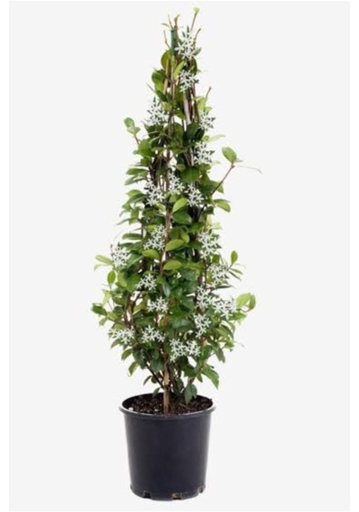 Arap Yasemini 1. Sınıf Ürün 50-70cm Saksılı/ Tüplü Kokulu
