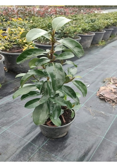 Kartopu Viburnum Lucidum 5 Adet 60-80 Cm Saksılı Dış Mekan Bahçe Peyzaj Çit Bitkisi