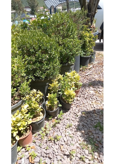Altuni Taflan Fidanı 25-40 Cm 10 Adet
