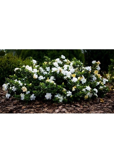 Serada Decor Plant Gardenya Jasminoides Kokulu Sarıcı Gardenya Bahçe Gardenyası 1.kalite