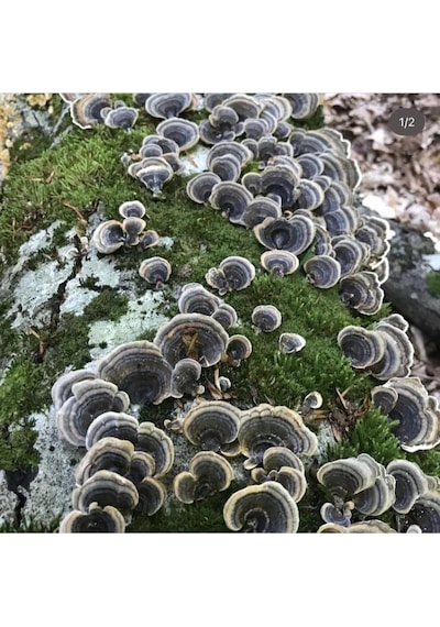 Şifa Hindikuyruğu Coriolus Versicolor 80 G