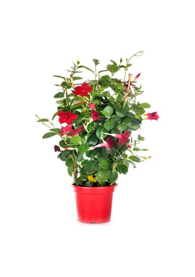 Videolu Mandevilla Sarmaşığı Beyaz-pembe-kırmızı 3 Adet Saksılı 50-60cm Dış Mekan Bitkisi