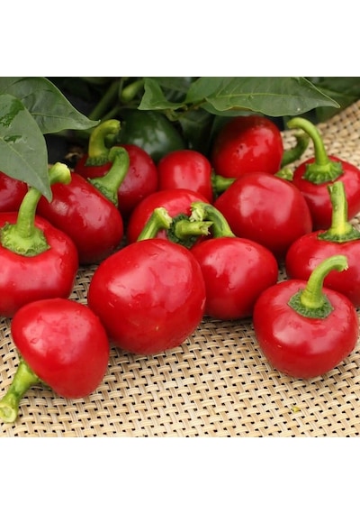 Geleneksel Acı Hot Cherry Tatlı Kiraz Biber Tohumu 50 Tohum