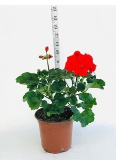 Sardunya Fidesi Kırmızı Saksılı 10-20 Cm