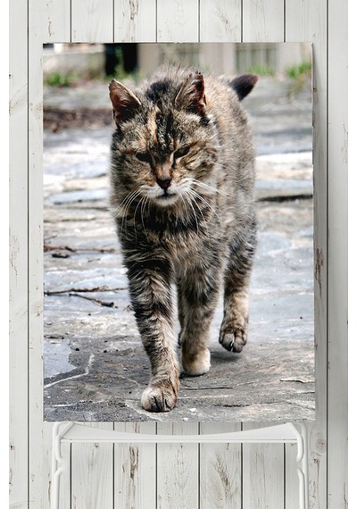 Kedi Hayvan Posteri 3