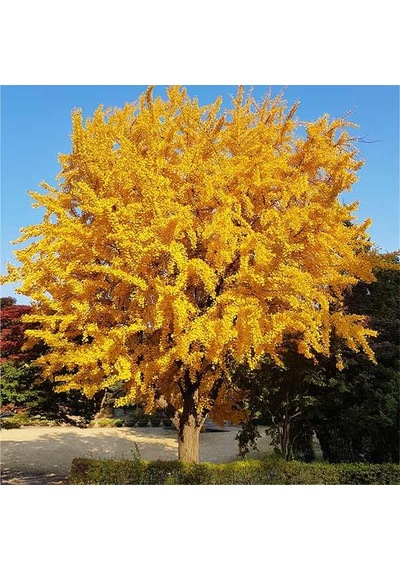 Mabet Ağacı Fidanı Ginkgo Biloba - 1-2 Yaşında Dayanıklı Ve Şif