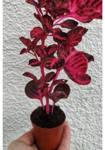 Çingene Çingene Şalvarı Bitkisi Iresine Herbstii 5.5 Cm Saksıda