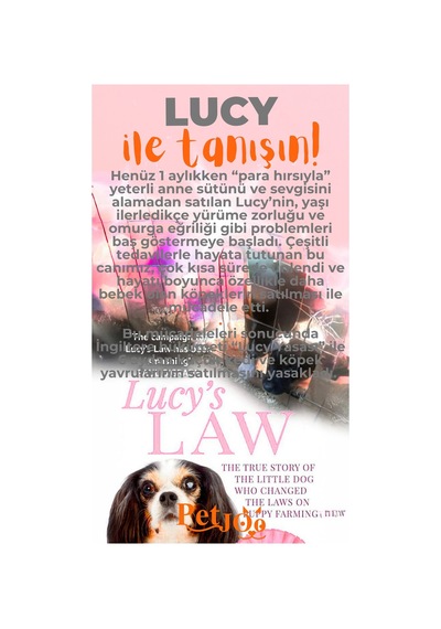 Petjoo 11.Lucy Turuncu-Gri Qr'lı Köpek Künyesi