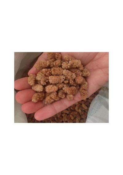 Dut Kurusu Yeni Mahsul 500 Gr Diğer