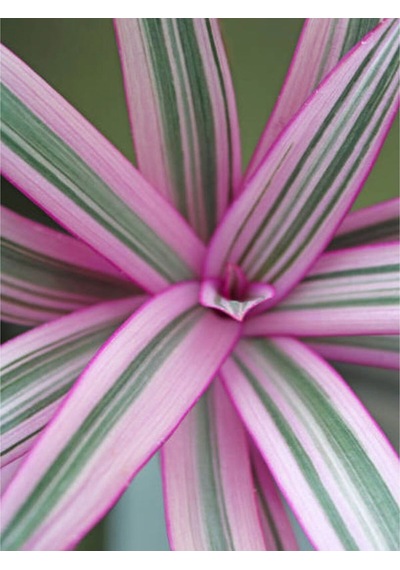 1 Adet Pembe Telgraf Çiçeği 10-15 Cm Saksılı Çiçekli Bodur Bitkiler Tradescantia Nanouk
