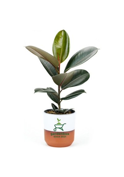 Dekoratif Saksılı Ficus Elastica Midi Boy Kauçuk Çiçeği 1 Adet Saksılı 20-45cm