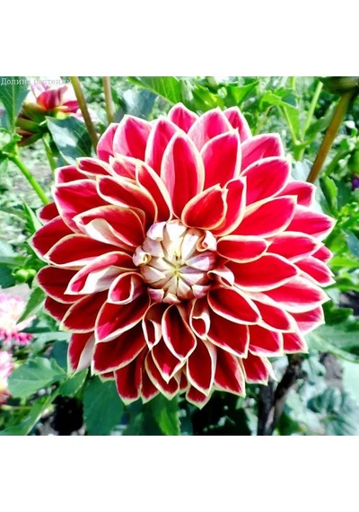 Holland Bulb Market Dahlia Maxime 1 Adet Soğan Çiçek Soğanı 381571838