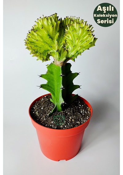 Koleksiyon Kaktüs Euphorbia Cristata Variegata Nadir Geçişli 12 Cm Saksıda 15-20 Cm